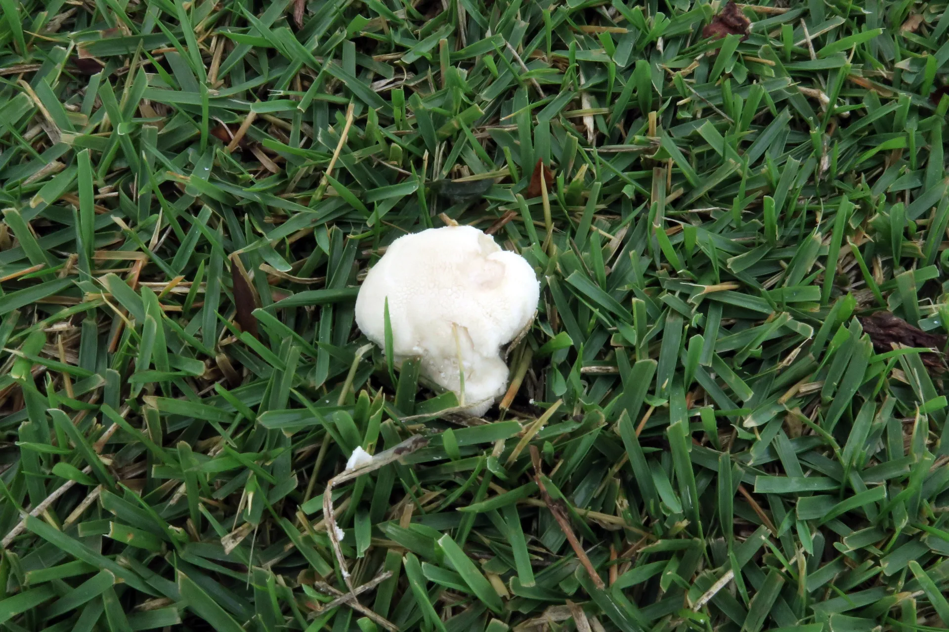 Lycoperdon pratense - 1 - IMG_1032